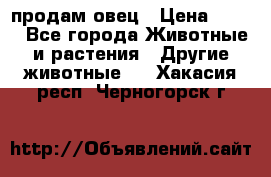  продам овец › Цена ­ 100 - Все города Животные и растения » Другие животные   . Хакасия респ.,Черногорск г.